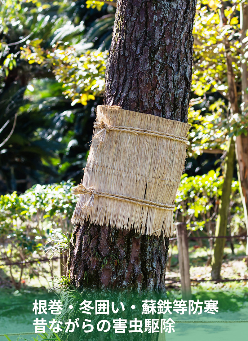 国産（自社農園）の藁を使用しております。
